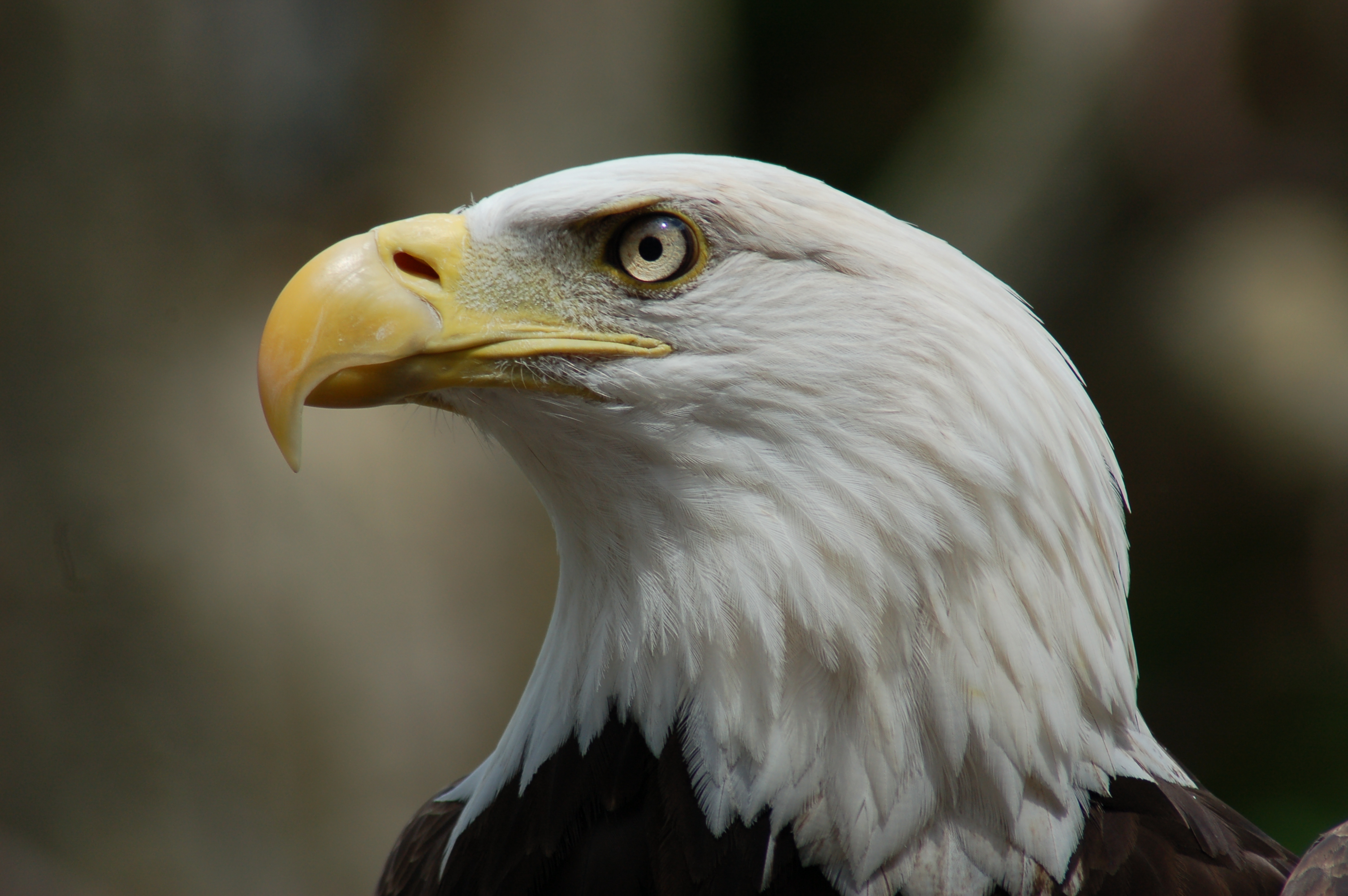 baldeagle.jpg